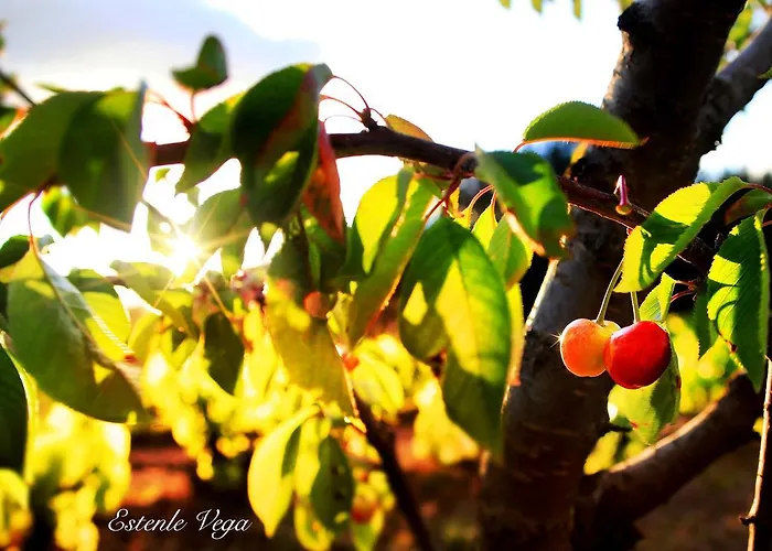 Molina Real 몰리나세카